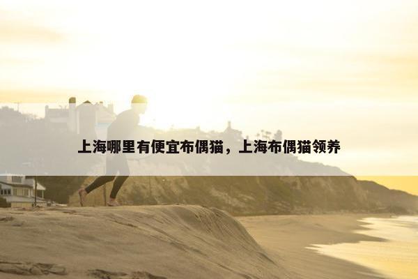 上海哪里有便宜布偶猫，上海布偶猫领养