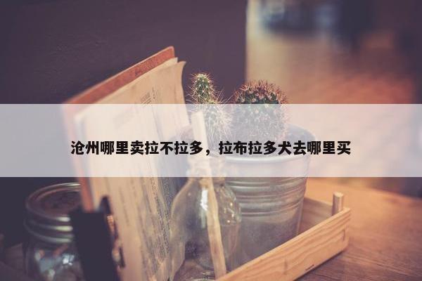 沧州哪里卖拉不拉多，拉布拉多犬去哪里买