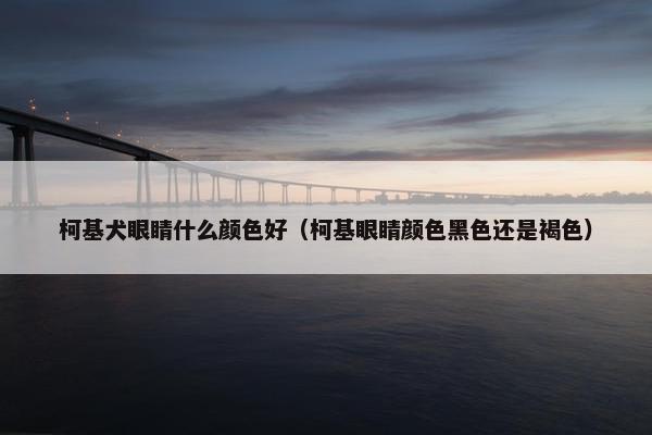 柯基犬眼睛什么颜色好（柯基眼睛颜色黑色还是褐色）