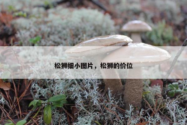 松狮细小图片，松狮的价位