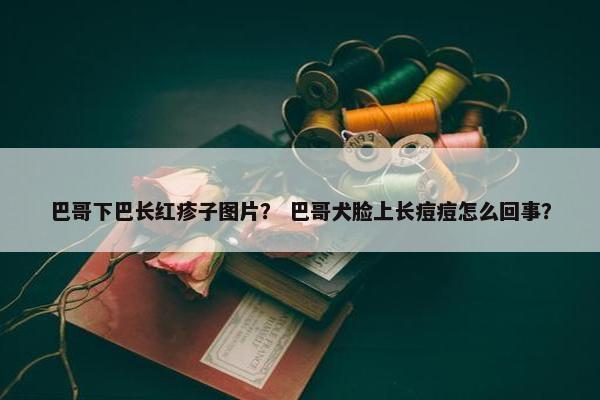 巴哥下巴长红疹子图片？ 巴哥犬脸上长痘痘怎么回事？