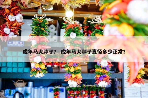 成年马犬脖子？ 成年马犬脖子直径多少正常？