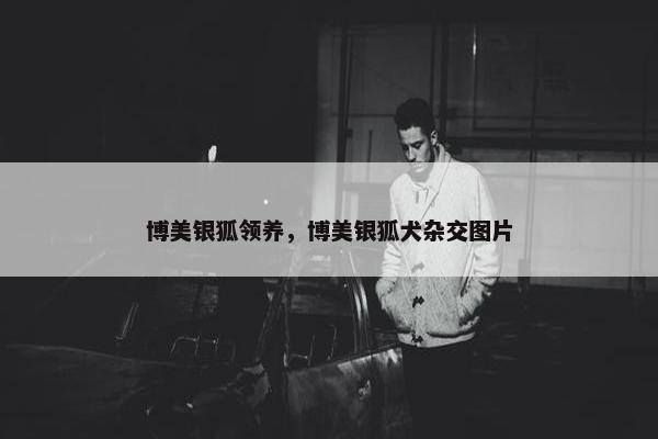 博美银狐领养，博美银狐犬杂交图片