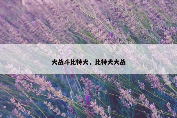 犬战斗比特犬，比特犬大战