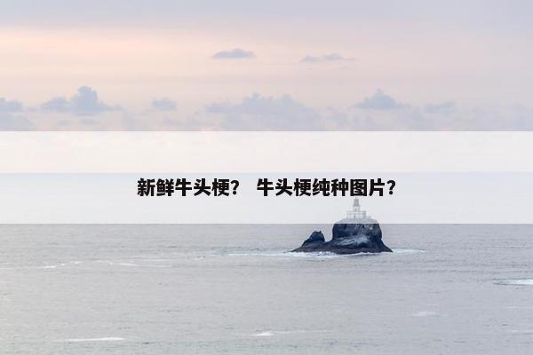 新鲜牛头梗？ 牛头梗纯种图片？