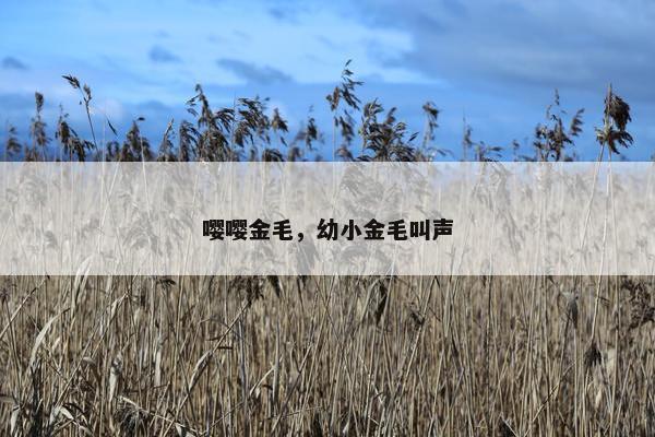 嘤嘤金毛，幼小金毛叫声