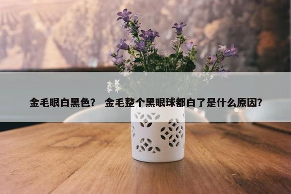 金毛眼白黑色？ 金毛整个黑眼球都白了是什么原因？