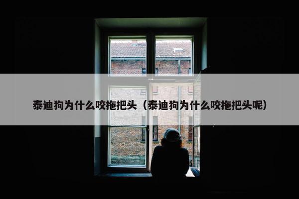泰迪狗为什么咬拖把头（泰迪狗为什么咬拖把头呢）