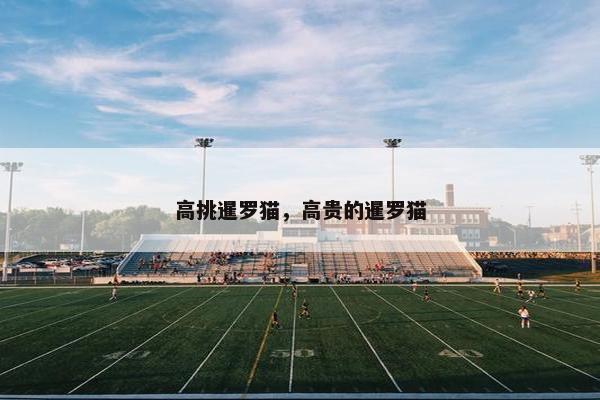 高挑暹罗猫，高贵的暹罗猫