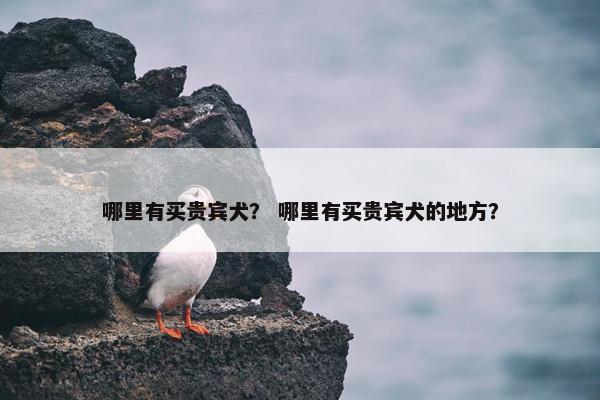 哪里有买贵宾犬？ 哪里有买贵宾犬的地方？