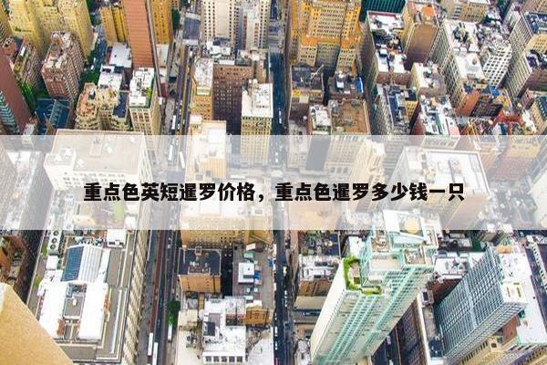 重点色英短暹罗价格，重点色暹罗多少钱一只