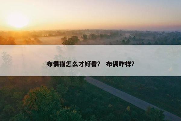 布偶猫怎么才好看？ 布偶咋样？