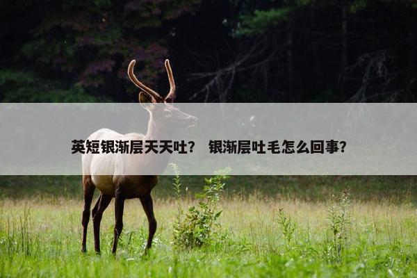 英短银渐层天天吐？ 银渐层吐毛怎么回事？