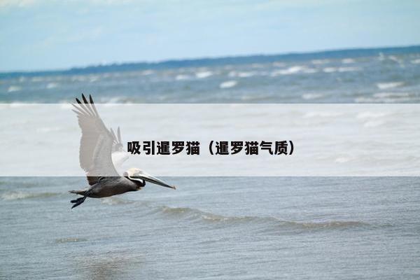吸引暹罗猫（暹罗猫气质）