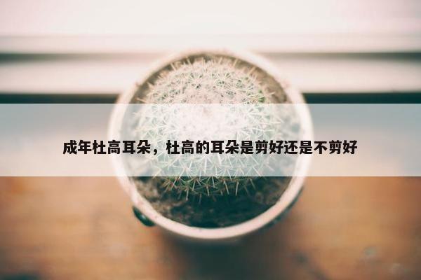 成年杜高耳朵，杜高的耳朵是剪好还是不剪好