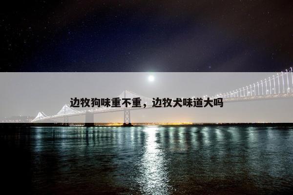 边牧狗味重不重，边牧犬味道大吗
