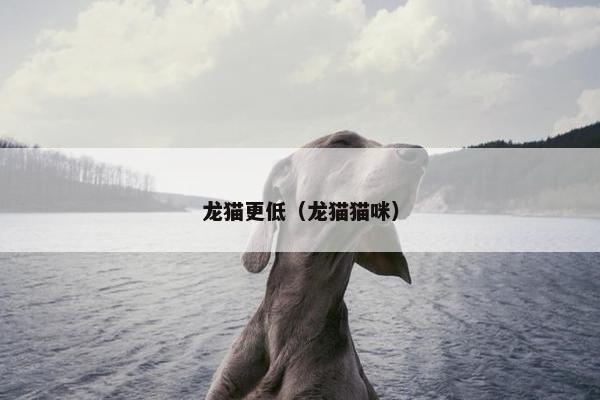 龙猫更低（龙猫猫咪）
