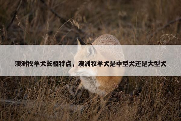 澳洲牧羊犬长相特点，澳洲牧羊犬是中型犬还是大型犬