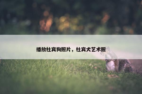 播放杜宾狗照片，杜宾犬艺术照