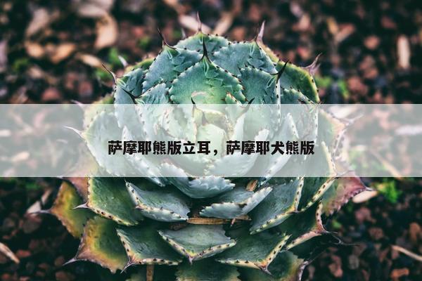 萨摩耶熊版立耳，萨摩耶犬熊版