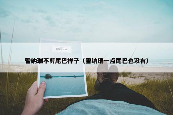 雪纳瑞不剪尾巴样子（雪纳瑞一点尾巴也没有）