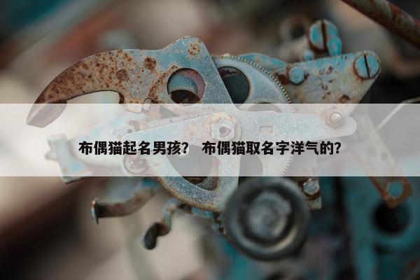 布偶猫起名男孩？ 布偶猫取名字洋气的？