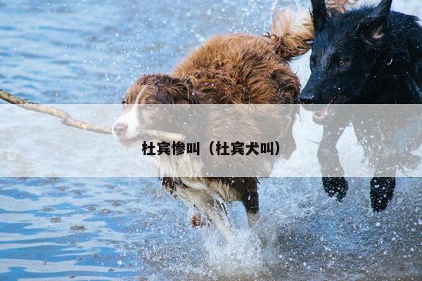 杜宾惨叫（杜宾犬叫）