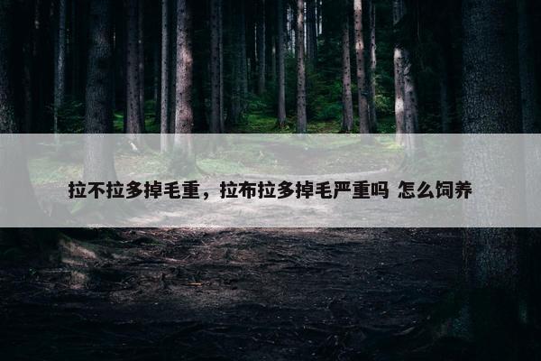 拉不拉多掉毛重，拉布拉多掉毛严重吗 怎么饲养