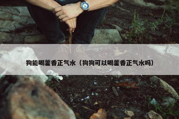 狗能喝藿香正气水（狗狗可以喝藿香正气水吗）