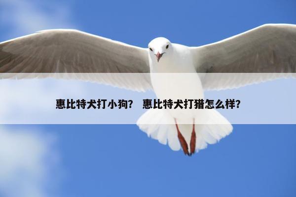 惠比特犬打小狗？ 惠比特犬打猎怎么样？