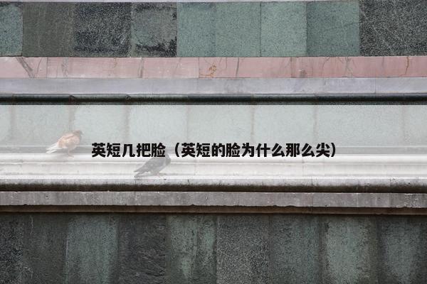 英短几把脸（英短的脸为什么那么尖）