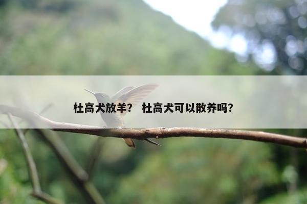 杜高犬放羊？ 杜高犬可以散养吗？