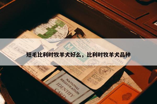 短毛比利时牧羊犬好么，比利时牧羊犬品种
