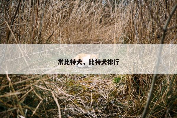 常比特犬，比特犬排行