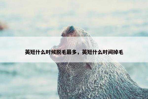 英短什么时候脱毛最多，英短什么时间掉毛