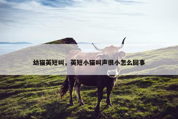 幼猫英短叫，英短小猫叫声很小怎么回事