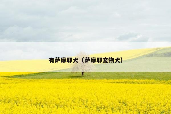 有萨摩耶犬（萨摩耶宠物犬）