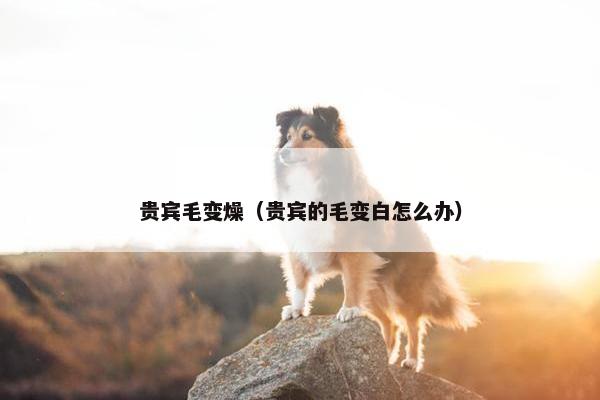 贵宾毛变燥（贵宾的毛变白怎么办）