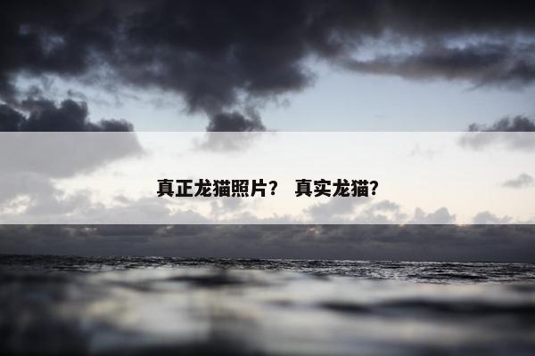 真正龙猫照片？ 真实龙猫？