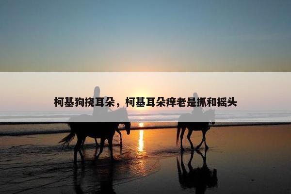 柯基狗挠耳朵，柯基耳朵痒老是抓和摇头