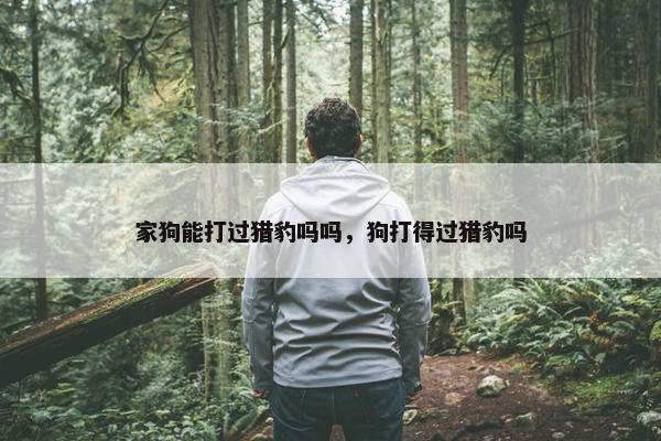 家狗能打过猎豹吗吗，狗打得过猎豹吗