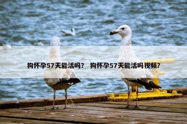 狗怀孕57天能活吗？ 狗怀孕57天能活吗视频？