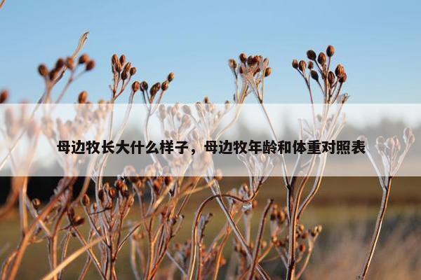 母边牧长大什么样子，母边牧年龄和体重对照表