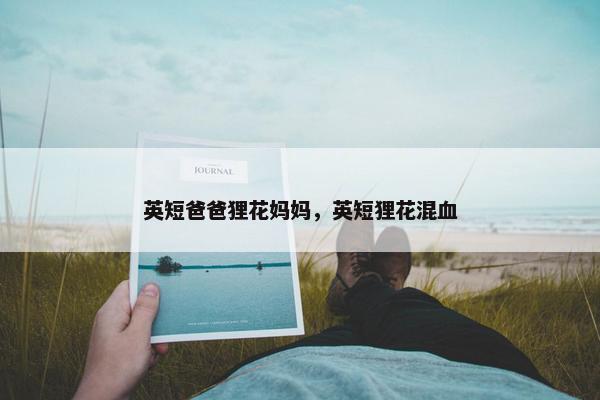 英短爸爸狸花妈妈，英短狸花混血