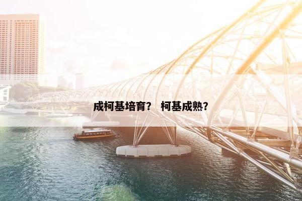 成柯基培育？ 柯基成熟？