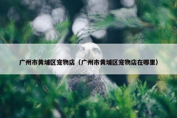 广州市黄埔区宠物店（广州市黄埔区宠物店在哪里）