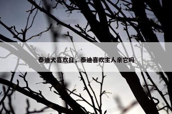泰迪犬喜欢日，泰迪喜欢主人亲它吗
