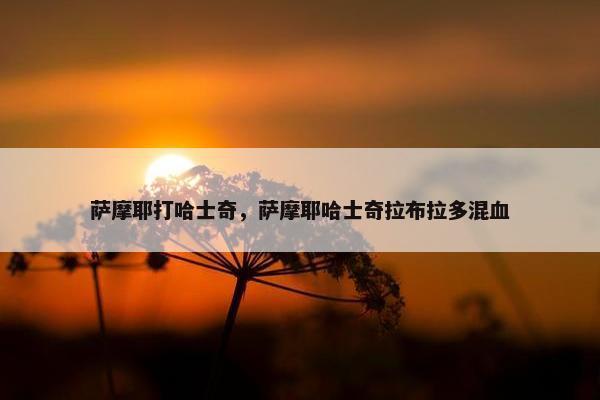 萨摩耶打哈士奇，萨摩耶哈士奇拉布拉多混血