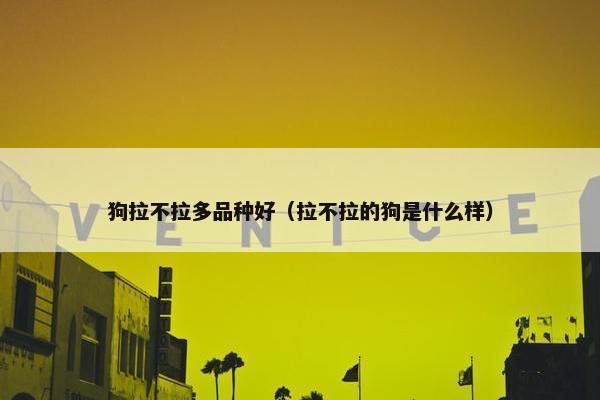 狗拉不拉多品种好（拉不拉的狗是什么样）
