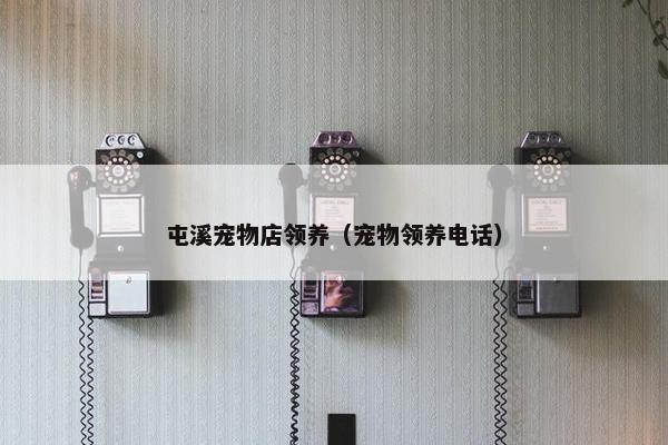 屯溪宠物店领养（宠物领养电话）